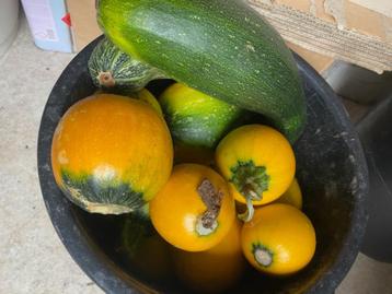 emmer vol met vnl bolronde courgettes beschikbaar voor biedingen
