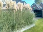 pampas pluimen decoratie, Ophalen, Nieuw