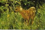 Dieren- -Reekalf., Verzenden, 1960 tot 1980, Gelopen, Wild dier