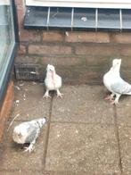 Mooi Duiven, Dieren en Toebehoren, Vogels | Duiven, Meerdere dieren, Overige soorten
