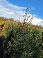 TE KOOP MOOIE KERSTBOMEN, Ophalen, Nieuw