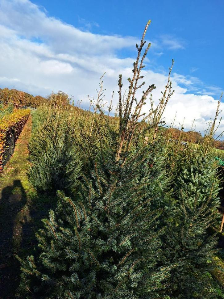 TE KOOP MOOIE KERSTBOMEN, Diversen, Kerst, Nieuw, Ophalen
