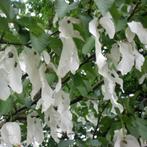 Davidia involucrata, herdenkingsboom, 5,- op=op!!, Halfschaduw, Overige soorten, Lente, 100 tot 250 cm