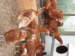legkippen / leghennen, Dieren en Toebehoren, Pluimvee, Vrouwelijk, Kip