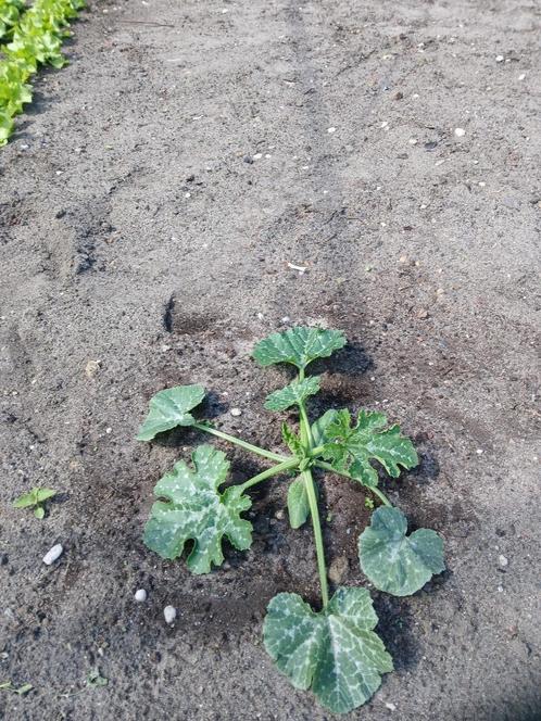courgette planten  6 stuks, Tuin en Terras, Planten | Tuinplanten, Eenjarig, Groenteplanten, Volle zon, Zomer, Ophalen