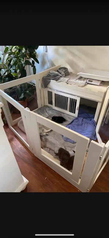 Houten kitten/kattenren met plexiglas beschikbaar voor biedingen