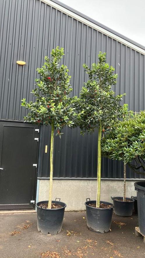 Ilex Nelly Stevens (de sterke groenblijvende hulst boom), Tuin en Terras, Planten | Bomen, Overige soorten, 250 tot 400 cm, Halfschaduw