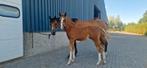 Mooi d hengst veulen, Dieren en Toebehoren, Pony's, Gechipt, 0 tot 2 jaar, Hengst, Recreatiepony