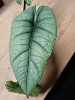Alocasia Platinum - Zeldzaam Knolletje!, Ophalen of Verzenden, Overige soorten, Volle zon
