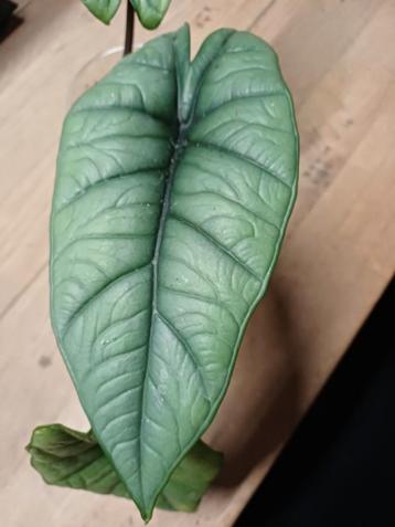 Alocasia Platinum - Zeldzaam Knolletje! beschikbaar voor biedingen