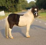 Te koop twee super lieve en mooie shetlander ruinen, Dieren en Toebehoren, Pony's, Ruin, A pony (tot 1.17m), Gechipt, 3 tot 6 jaar