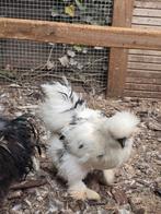 Usa zijdehoen. 1-1. Haan plus hen, Dieren en Toebehoren, Pluimvee, Meerdere dieren, Kip