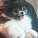 Ervaren pomeranian dekreu FCI stamboom, Dieren en Toebehoren, 6 jaar of ouder, Rabiës (hondsdolheid), Reu, Eén hond