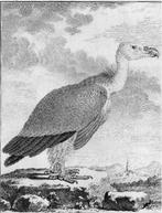 gravure van een vale gier, roofvogel C.F. Fritzsch 1770, Verzenden