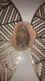 Tribolit te koop .oud fossiel., Antiek en Kunst, Antiek | Overige Antiek, Ophalen of Verzenden