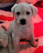 Labrador pups blond, Dieren en Toebehoren, Honden | Retrievers, Spaniëls en Waterhonden, 8 tot 15 weken, Labrador retriever, CDV (hondenziekte)