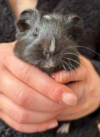 Baby cavia’s, Dieren en Toebehoren, Knaagdieren, Cavia, Mannelijk, November, Tam