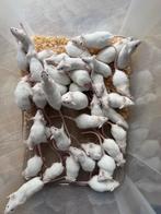 Premium voedermuizen wit muis muisjes, Dieren en Toebehoren, Ophalen, Nieuw, Overige typen