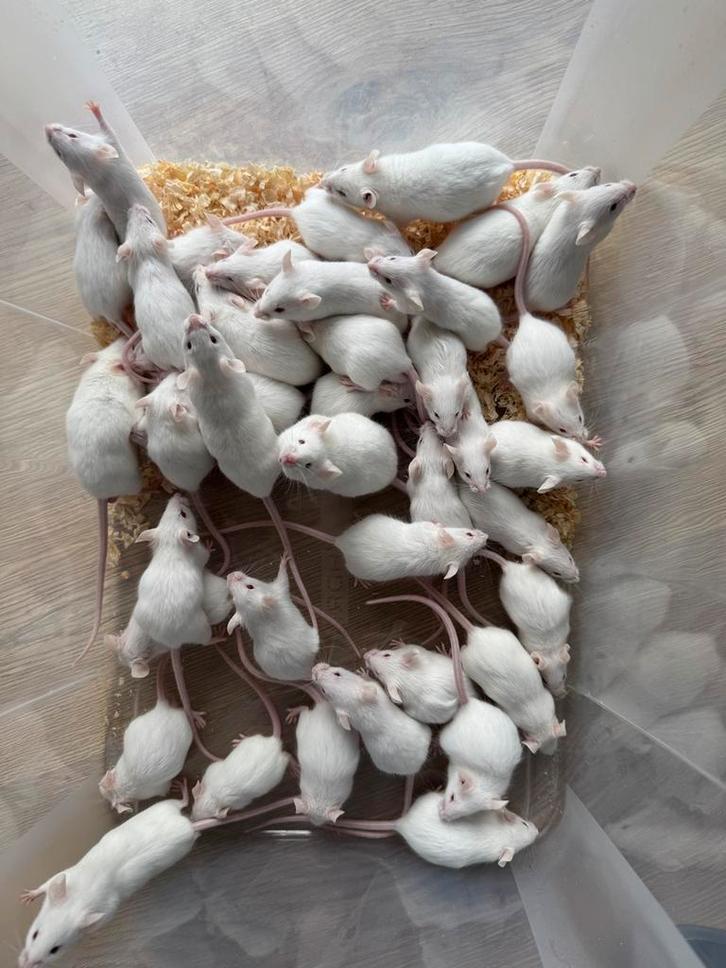 Premium voedermuizen wit muis muisjes huisdier (tam), Dieren en Toebehoren, Reptielen en Amfibieën | Toebehoren, Nieuw, Overige typen