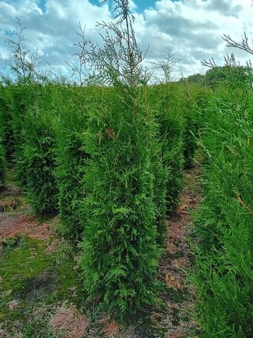 Coniferen thuja brabant van 100-350 cm haagplant beschikbaar voor biedingen