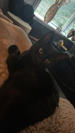 Kat, Ophalen of Verzenden