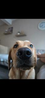 Herplaatsing labrador retriever, 1 tot 2 jaar, Teef, Eén hond, Middel