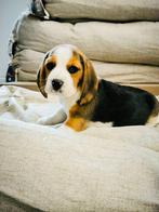 Beagle pupjes HIER GEBOREN te koop, Dieren en Toebehoren, Honden | Beagles, Bassets en Lopende honden, CDV (hondenziekte), Meerdere