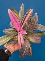 Tradescantia Pallida Pink p12 (5)