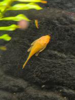 L144 kweekgroep, Dieren en Toebehoren, Vissen | Aquariumvissen