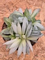 Haworthia cymbiformis White Tiger p10 (5)