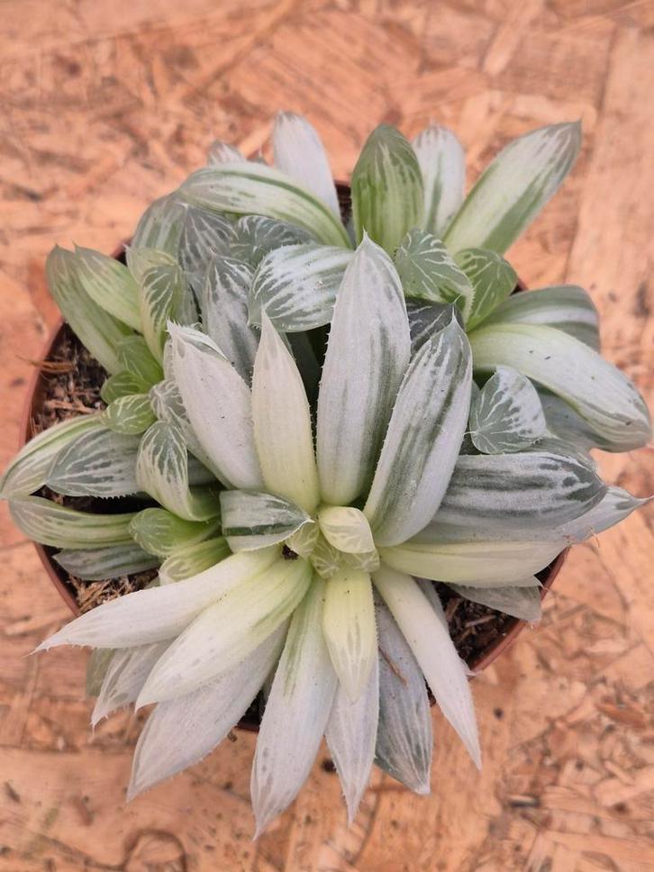 Haworthia cymbiformis White Tiger p10 (5), Huis en Inrichting, Kamerplanten, Minder dan 100 cm, Halfschaduw, Ophalen of Verzenden