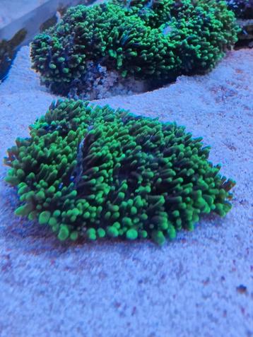 Rhodactis indosinensis koraal beschikbaar voor biedingen