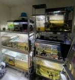 Aquaria vanaf 10€! te koop en stellingen ivm inkrimpen hobby, Ophalen, Zo goed als nieuw