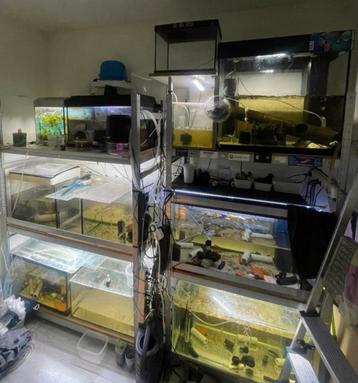 Aquaria vanaf 10€! te koop en stellingen ivm inkrimpen hobby beschikbaar voor biedingen