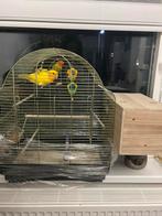 Agapornis koppel tam met kooi, Dieren en Toebehoren, Meerdere dieren, Dwergpapegaai of Agapornis, Tam