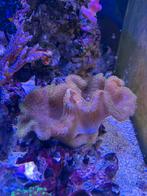Sarcophyton Yellow (Tonga/Fiji), Dieren en Toebehoren, Vis
