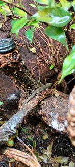 Eurydactylodes Occidentalis, Dieren en Toebehoren, Reptielen en Amfibieën, Amfibie, 0 tot 2 jaar