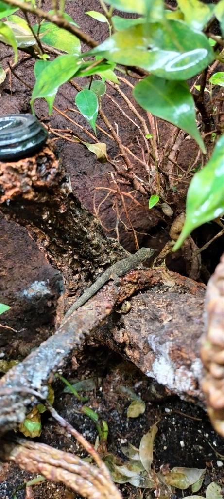 Eurydactylodes Occidentalis, Dieren en Toebehoren, Reptielen en Amfibieën, Amfibie, 0 tot 2 jaar