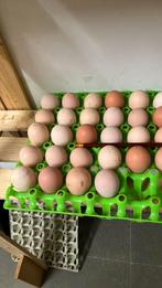 Broedeieren grote Brahma, Dieren en Toebehoren, Pluimvee, Geslacht onbekend, Kip