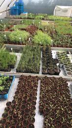 Planten | vaste planten | tuin, Tuin en Terras, Planten | Tuinplanten, Zomer, Ophalen of Verzenden