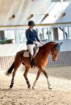 Lieve, fijne merrie dressuur/recreatie/buitenritten, Dieren en Toebehoren, Paarden, Merrie, Gechipt, L, 160 tot 165 cm