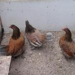 kippen, Dieren en Toebehoren, Pluimvee, Vrouwelijk, Kip