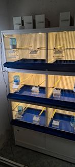 VAN KEULEN BROEDKOOIEN, Ophalen of Verzenden, Hout, Broedkooi of Kweekkooi