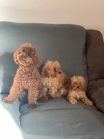 Toy poedels pups . Teefjes, Dieren en Toebehoren, Honden | Chihuahua's en Gezelschapshonden, België, Particulier, 8 tot 15 weken