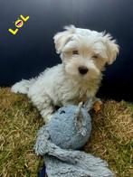 Sociale Maltezer pups, België, Maltezer, Particulier, Rabiës (hondsdolheid)