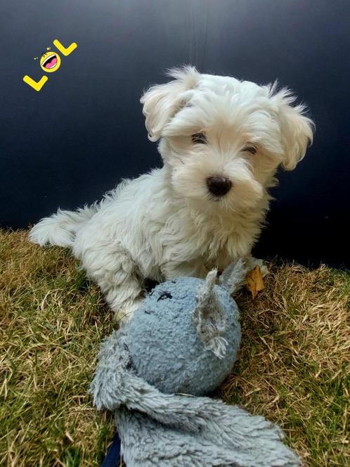 Sociale Maltezer pups, Dieren en Toebehoren, Honden | Chihuahua's en Gezelschapshonden, Meerdere dieren, Maltezer, Particulier
