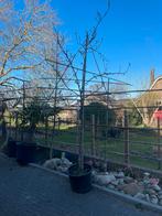 Tekoop geleide perenboom Pyrus c' Conference, Tuin en Terras, Lente, Volle zon, Ophalen of Verzenden, 100 tot 250 cm