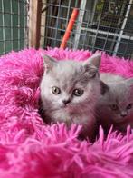 Britse korthaar kittens met Stamboom!, Dieren en Toebehoren, Katten en Kittens | Raskatten | Korthaar, Meerdere dieren, Gechipt