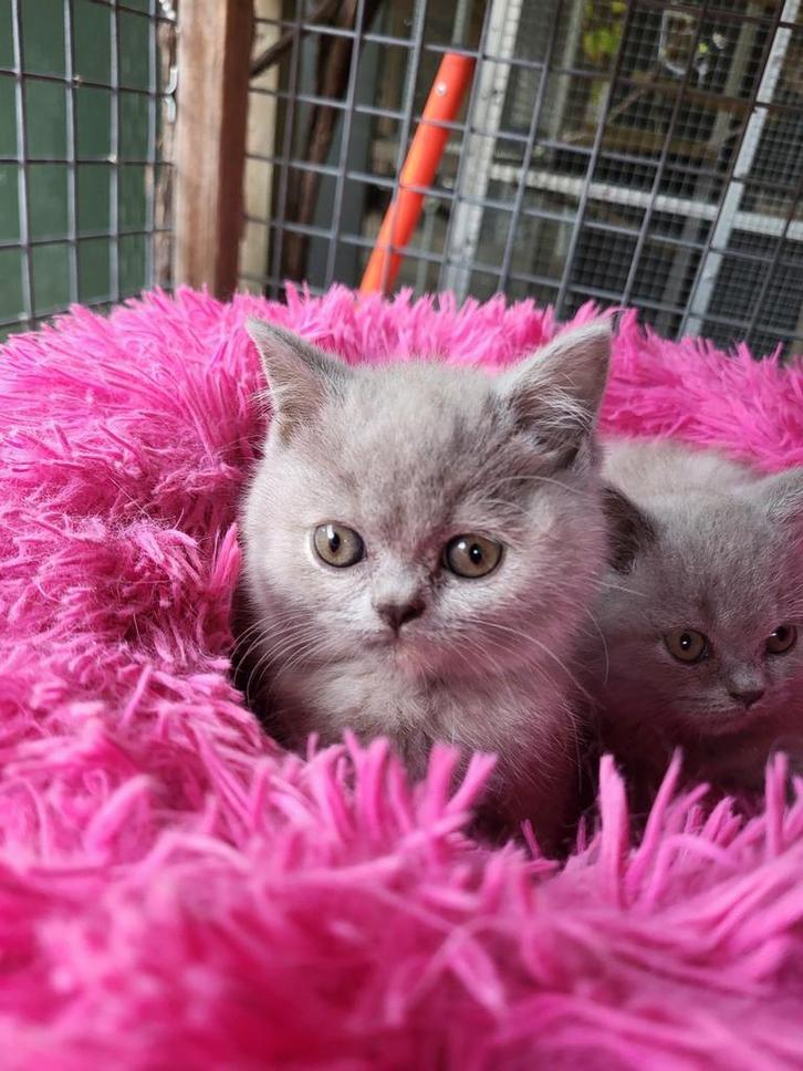 Britse korthaar kittens met Stamboom!, Dieren en Toebehoren, Katten en Kittens | Raskatten | Korthaar, Meerdere dieren, 0 tot 2 jaar