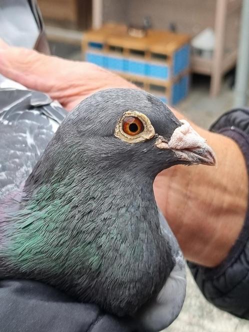 Postduiven ( Kwekers /Marathon), Dieren en Toebehoren, Vogels | Duiven, Postduif, Mannelijk